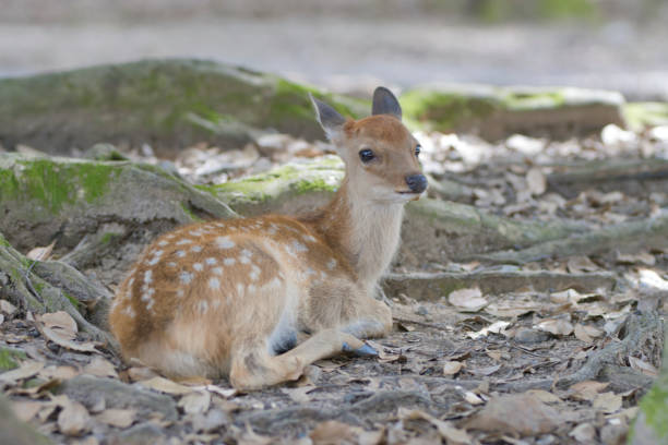 istock Deer resting in the shade of a tree 1338317314