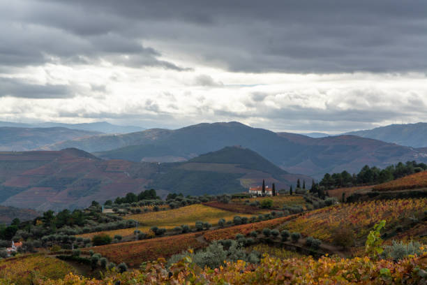 istock Panoramic view on Douro river valley and colorful hilly stair step terraced vineyards in autumn, wine making industry in Portugal 1338317989