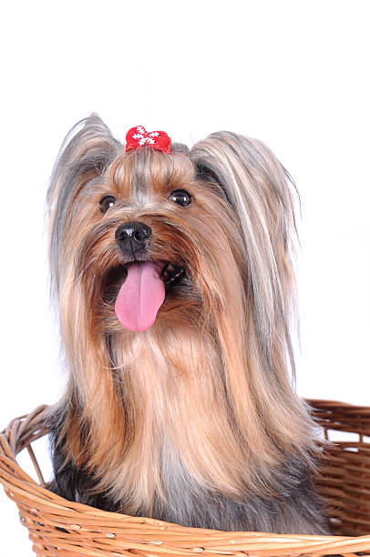 istock Yorkshire terrier in the basket isolted on white 133831912