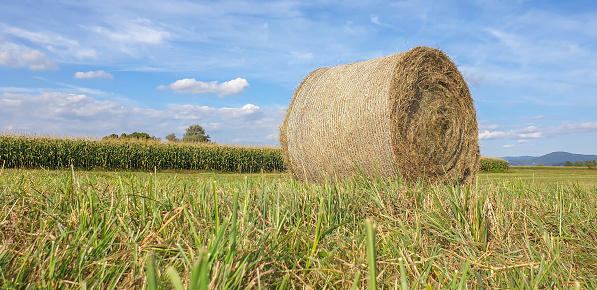 One hay bale on summer sunny day against corn field and blue sky. Low angle view.
