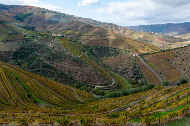 istock Panoramic view on Douro river valley and colorful hilly stair step terraced vineyards in autumn, wine making industry in Portugal 1338321530