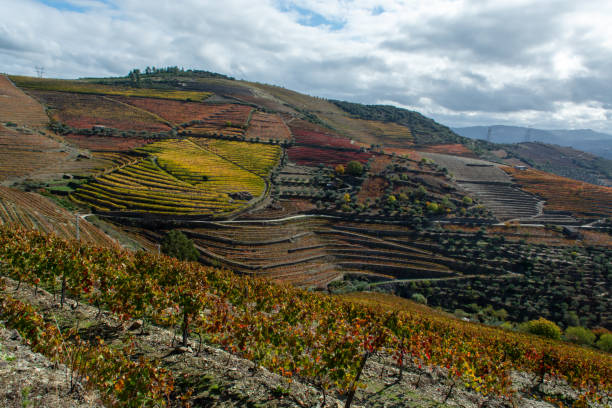 istock Panoramic view on Douro river valley and colorful hilly stair step terraced vineyards in autumn, wine making industry in Portugal 1338321534