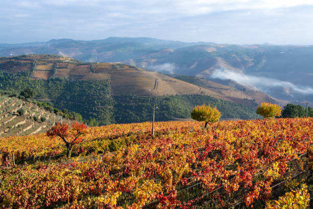 istock Panoramic view on Douro river valley and colorful hilly stair step terraced vineyards in autumn, wine making industry in Portugal 1338321551