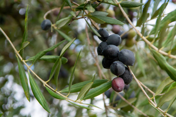istock Ripe black and green olives hanging op olive tree 1338321557
