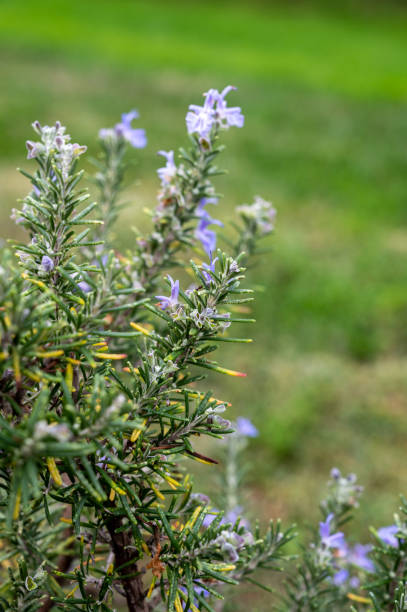 istock Blue blossom of aromatic kitchen herb rosemary 1338321759