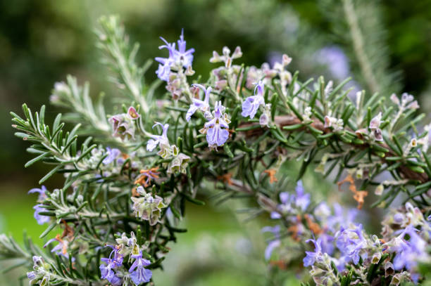 istock Blue blossom of aromatic kitchen herb rosemary 1338321764
