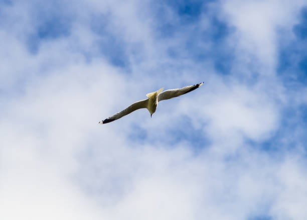 gaviota voladora (larus canus) sobre azul con nubes de fondo de cielo - common black headed gull fotografías e imágenes de stock