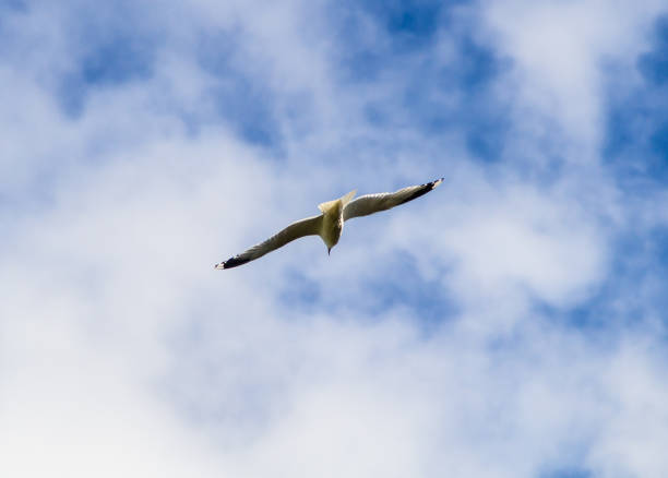 gabbiano volante (larus canus) su blu con nuvole sfondo cielo - common black headed gull foto e immagini stock