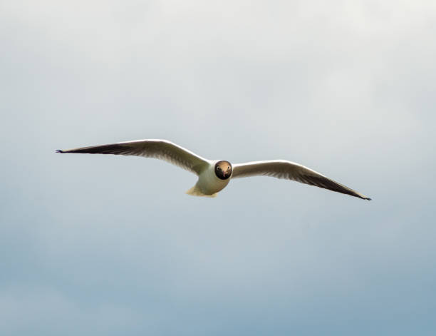 gaviota voladora (larus ridibundus) sobre fondo de cielo nublado - common black headed gull fotografías e imágenes de stock