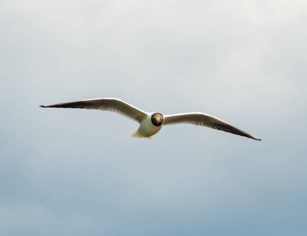 gabbiano volante (larus ridibundus) sullo sfondo del cielo nuvoloso - common black headed gull foto e immagini stock