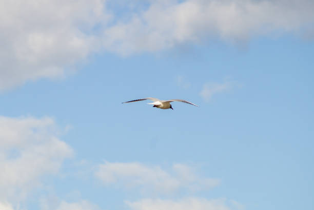 gaviota voladora (larus canus) sobre azul con nubes de fondo de cielo - common black headed gull fotografías e imágenes de stock