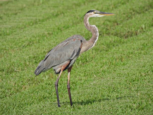 istock Great Blue Heron (Ardea herodias) on an agricultural field 1338323003