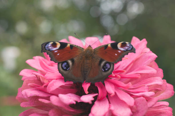 istock Close-up of a butterfly sitting on a flower. 1338323880