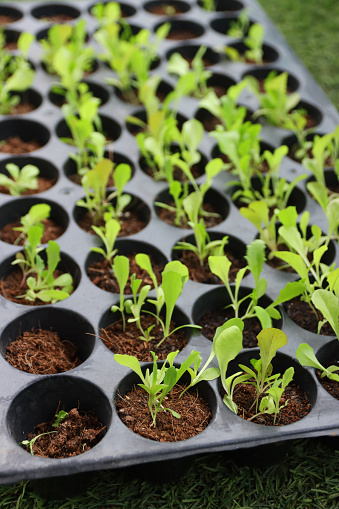 Stock photo showing close-up view of lettuce seedlings growing in plant cell compartments of plastic germination nursery tray, agriculture concept.