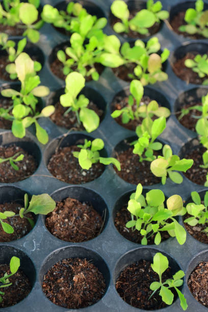 istock Full frame image of vegetable seedlings growing in seedling tray, growing individual lettuce plug plants in plastic germination nursery tray with plant cells / compartments, elevated view, focus on foreground, agriculture concept 1338325131