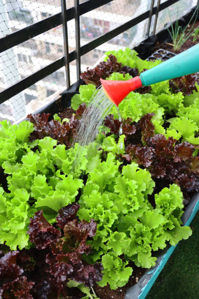 Stock photo showing close-up view of red watering can being used by unrecognisable person watering raised bed, vegetable garden planted with Lollo Bionda (pale green) and Lollo Rosso (red) lettuce leaves. This type of lettuce is also known as coral lettuce. imagen de primer plano de un jardinero irreconocible regando hojas de lechuga de coral roja y verde, lollo bionda (verde pálido), lollo rosso (rojo) con regadera roja, lecho de huerto elevado con red anti-pájaro paloma, enfoque en primer plano
