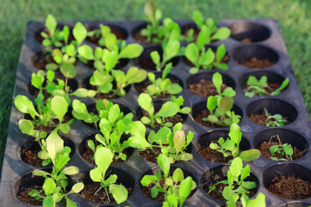 Stock photo showing close-up view of lettuce seedlings growing in plant cell compartments of plastic germination nursery tray, agriculture concept. imagen de plántulas de vegetales que crecen en bandeja de plántulas, cultivando plantas individuales de tapón de lechuga en bandeja de vivero de germinación de plástico con células / compartimentos de plantas, fondo de césped artificial, vista eleva
