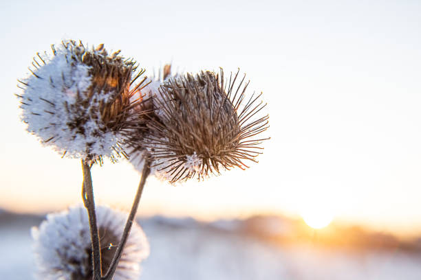 istock Frost and snow covered thistles in a wild field in winter 1338326342