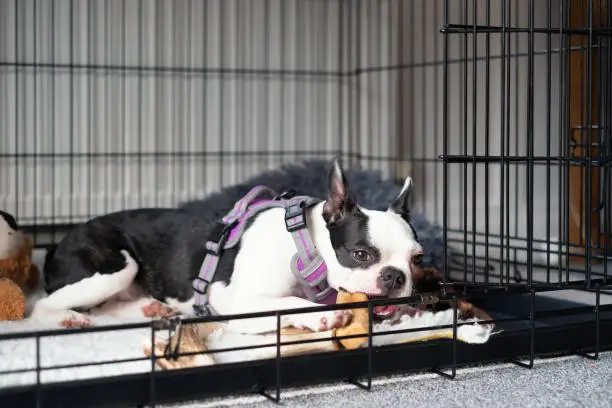 Photo of Boston Terrier puppy inside a cage or crate with the door open. She is lying down chewing a teething aid chew. She is wearing a harness.