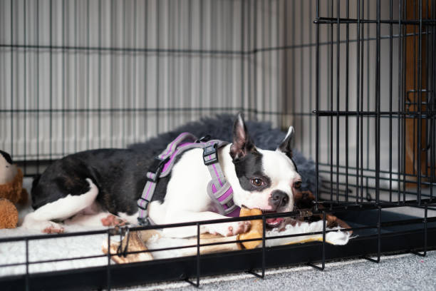 cachorro boston terrier dentro de uma gaiola ou caixa com a porta aberta. ela está deitada mastigando um auxílio de dentes mastigando. ela está usando um arreio. - engradado - fotografias e filmes do acervo