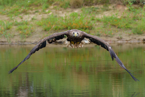 White Tailed Eagle (Haliaeetus albicilla) fishing in a lake. Also known as Eurasian sea eagle and white-tailed sea-eagle