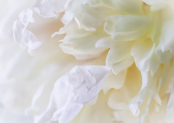 istock Soft focus, abstract floral background, white peony flower petals. Macro flowers backdrop for holiday brand design 1338326528