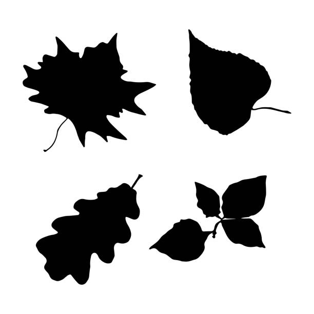Black silhouettes of autumn leaves: oak, maple, alder, linden. Fall nature tree leaves. Isolated white background. Black silhouettes of autumn leaves: oak, maple, alder, linden. Fall nature tree leaves. Isolated white background. Vector illustration silhouette of a fall leaves black and white stock illustrations