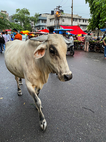 Jodhpur, India - November 14, 2019: People and cows in Sadar Market. Jodhpur, Rajasthan, India