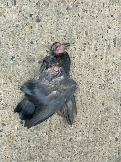 Image of wild grey pigeon squab road kill, dead animal on paving stone surface footpath, elevated view Stock photo of paved footpath surface with dead wild pigeon squab that has been knocked over and killed by a car. animal body photos stock pictures, royalty-free photos & images
