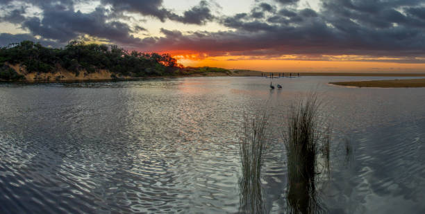 istock Pelicans and Stand Up Paddle Boarders at Dawn 1338330211