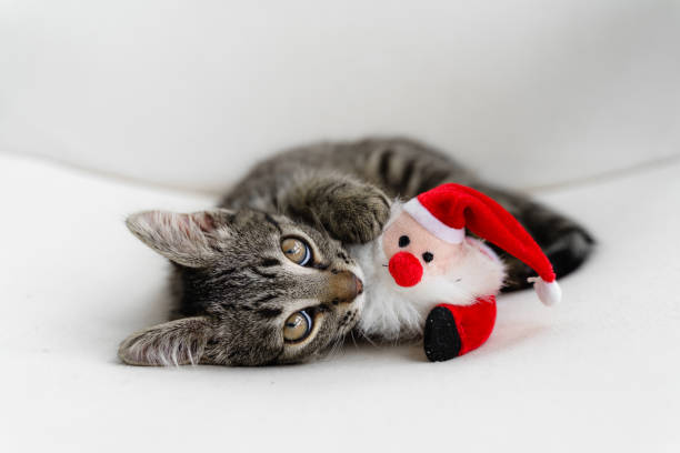 le chaton gris tabby joue avec une peluche de noël pour cerf. chat de compagnie saison de noël. vacances d’hiver à la maison. drôle d’animal nouvel an - domestic cat playful cute close up photos et images de collection