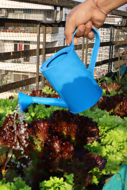 Stock photo showing close-up view of blue watering can being used by unrecognisable person watering raised bed, vegetable garden planted with Lollo Bionda (pale green) and Lollo Rosso (red) lettuce leaves. This type of lettuce is also known as coral lettuce. imagen de primer plano de un jardinero irreconocible regando hojas de lechuga de coral roja y verde, lollo bionda (verde pálido), lollo rosso (rojo) con regadera azul, lecho de huerto elevado con redes anti-pájaros de paloma, enfoque en primer plano