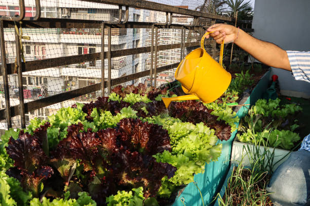 image of unrecognisable gardener watering red and green coral lettuce leaves, lollo bionda (pale green), lollo rosso (red) with yellow watering can, raised vegetable garden bed with pigeon anti-bird netting, focus on foreground - lollo bionda lettuce imagens e fotografias de stock