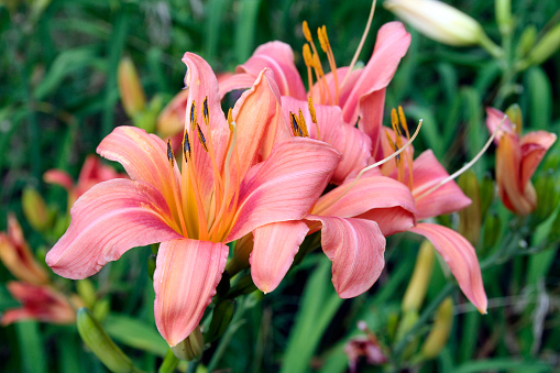 various types of blooming flowers