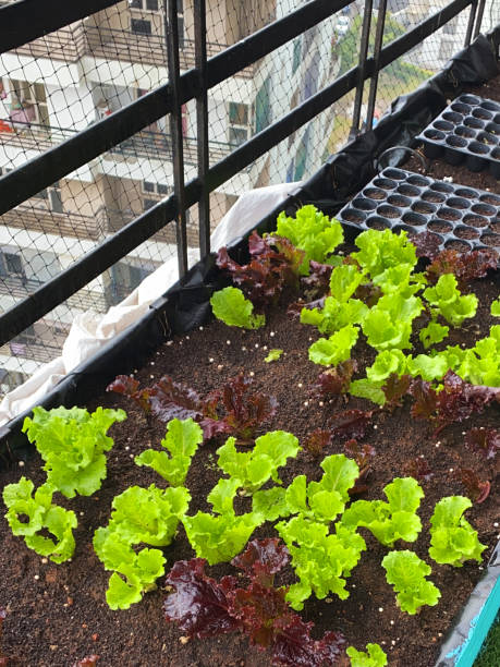 Stock photo showing raised bed, vegetable garden on apartment balcony in Ghaziabad, India with red and green leaf lettuce seedlings. Gardening and exterior design concept. imagen de primer plano de la cama del huerto elevada, las plántulas de lechugas de hoja roja y verde plantadas, el compost, las bandejas de plantas de enchufe, el balcón residencial diseñado con redes anti-pájaros de palomas, ghaziabad, india, vista el