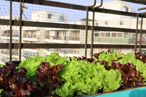 Stock photo showing raised bed, vegetable garden on apartment balcony in Ghaziabad, India with bok choy, and red and green leaf lettuce. Gardening and exterior design concept.