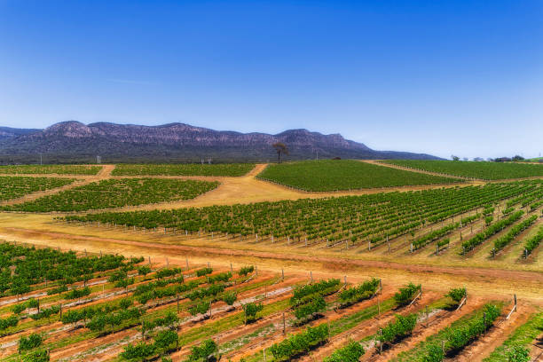 d hv wiosenne łaty winnic - vineyard hunter valley australia vine zdjęcia i obrazy z banku zdjęć