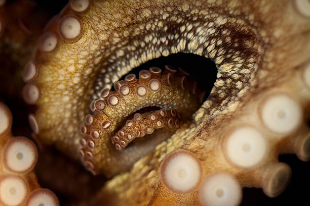 polvo tentacular vórtice do abismo - tentacular imagens e fotografias de stock