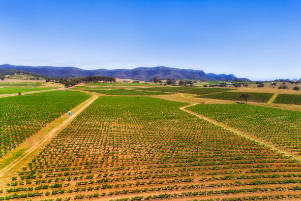 d hv zielone rzędy winnicy - vineyard hunter valley australia vine zdjęcia i obrazy z banku zdjęć