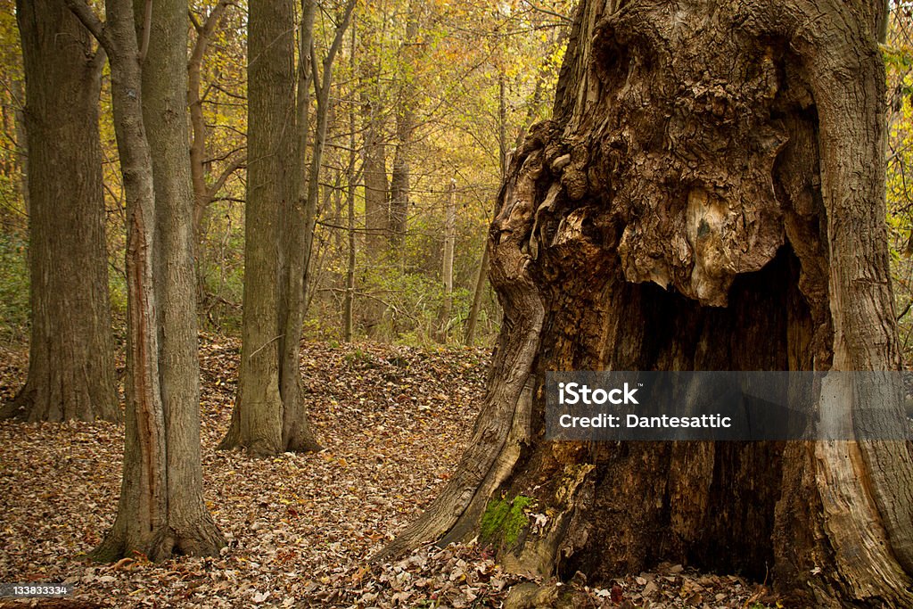 Baum Gesicht - Lizenzfrei Abgeschiedenheit Stock-Foto