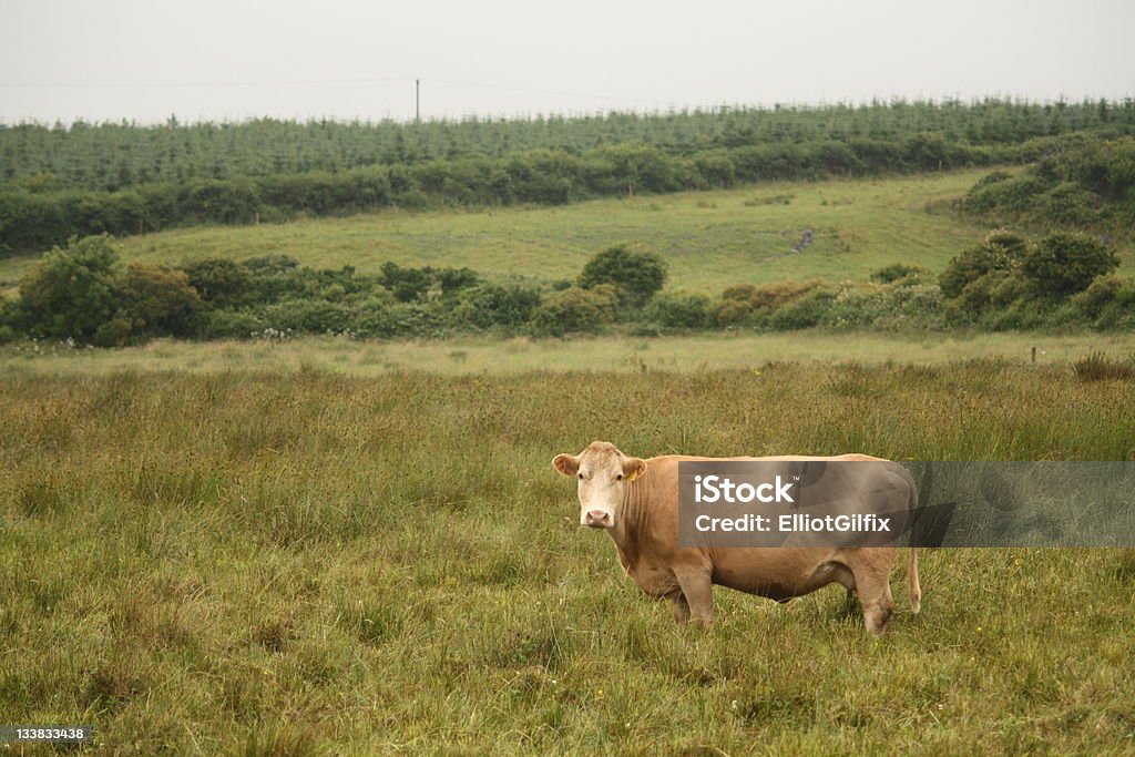 Benvenuto in Irlanda - Foto stock royalty-free di Composizione orizzontale