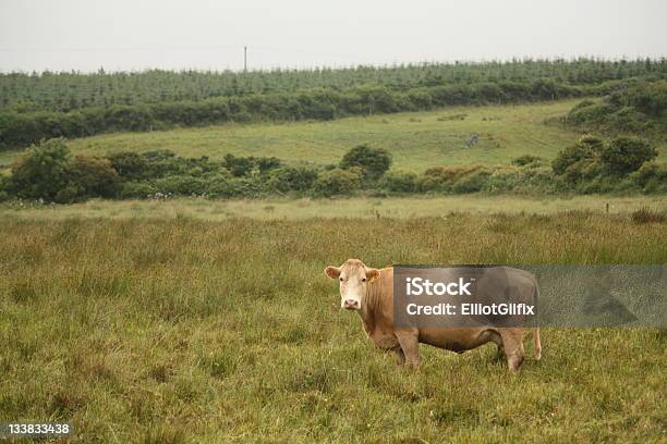 Benvenuto In Irlanda - Fotografie stock e altre immagini di Composizione orizzontale - Composizione orizzontale, Contea di Clare, Doolin