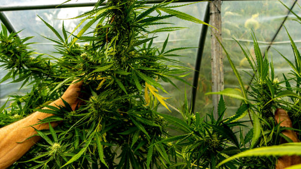 istock marijuana plant maturing with huge flowers 1338335853