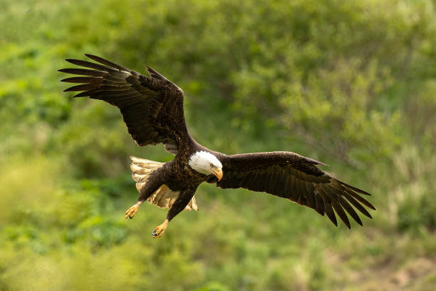 Landing Zone Eagle about to land bald eagle stock pictures, royalty-free photos & images