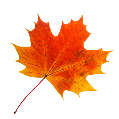 Red maple autumn leaf isolated on white background