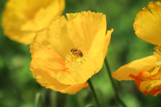 bees suck nectar from flowers to help pollinate plants