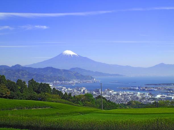 istock My.fuji and tea farm from Shizuokacity 1338342076