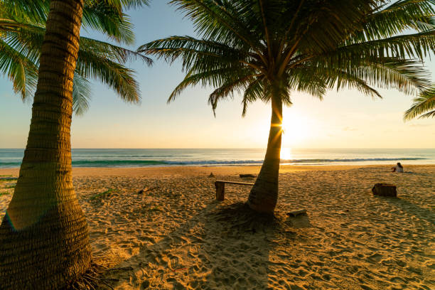 istock Beach autumn vacations concept background Nature frame with coconut palm trees on the beach with sun light flare beautiful sunset or sunrise landscape background. 1338343466
