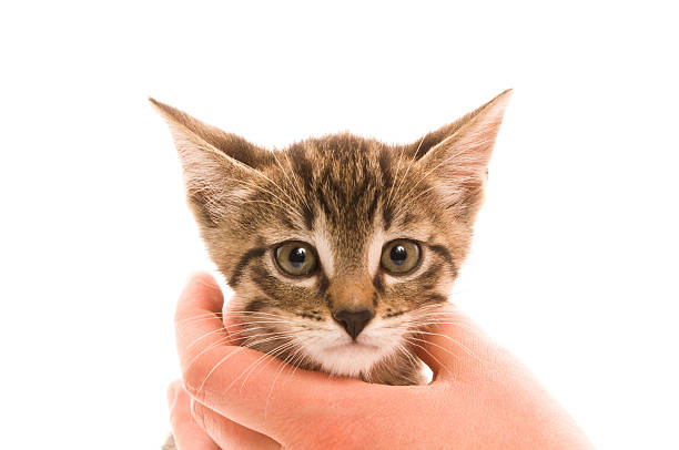 istock Adorable young cat in woman's hand 133834401