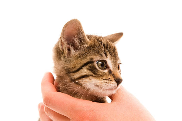 istock Adorable young cat in woman's hand 133834454